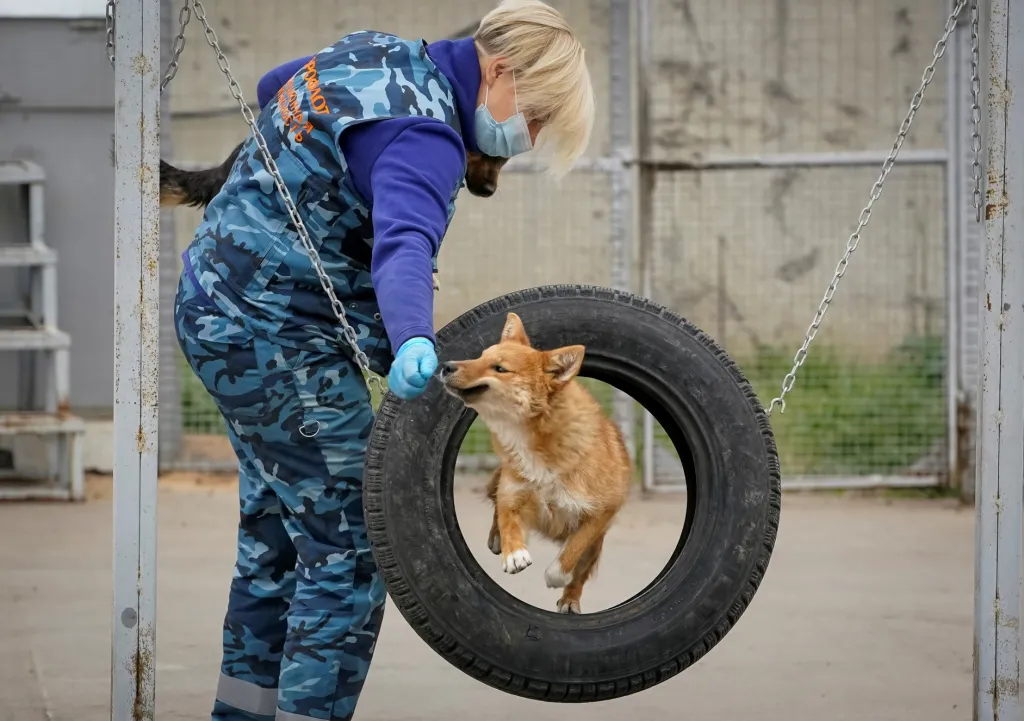 Na mezinárodním letišti Šeremeťjevo v Moskvě trénují speciální psy. Ti se mají naučit odhalit přítomnost koronaviru ve věcech nakažených lidí
