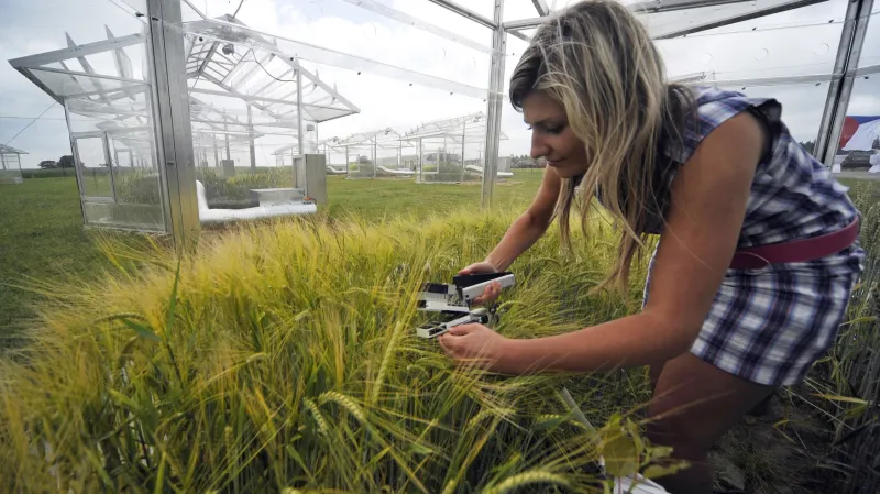 Vědecká stanice v Domanínku u Bystřice nad Pernštejnem. Na snímku je pracovnice Centra výzkumu globální změny Akademie věd ČR - CzechGlobe při měření fotosyntézy.