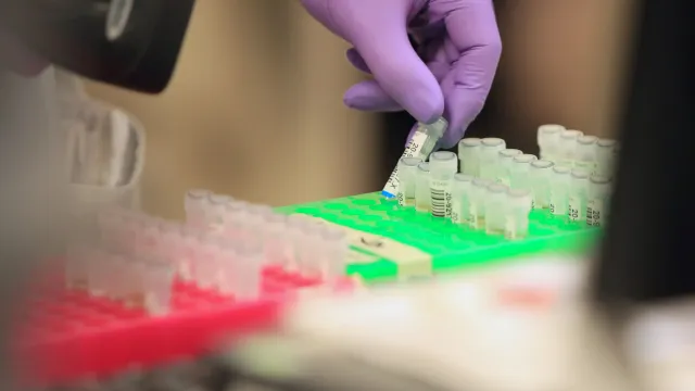 Španělské úřady prověřují, zda africký mor prasat neunikl z tamní laboratoře