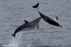 Delfínům vadí sonar mnohem více, než se předpokládalo