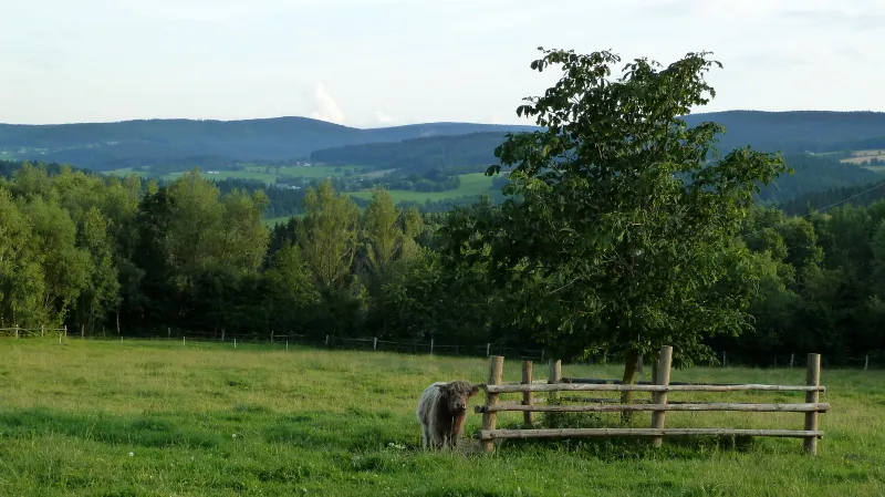 Oceněná louka na jižním svahu šumavského Javorníku