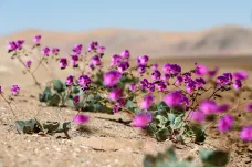 V Chile rozkvetla poušť Atacama, stává se to jednou za šest let