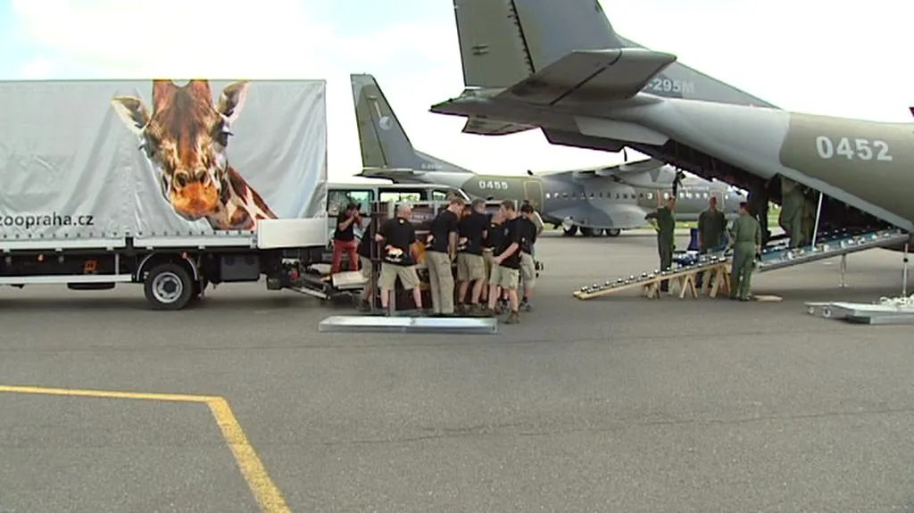 Převoz koní Převalského