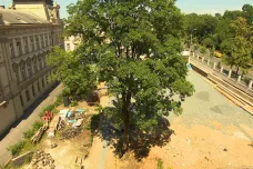 Kácení zdravých stromů v centru Prahy vyvolalo protesty