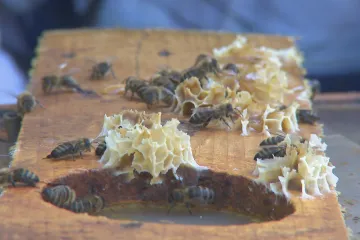 Za med si letos zákazníci možná připlatí. Na vině je mráz, nemoci i delší zima