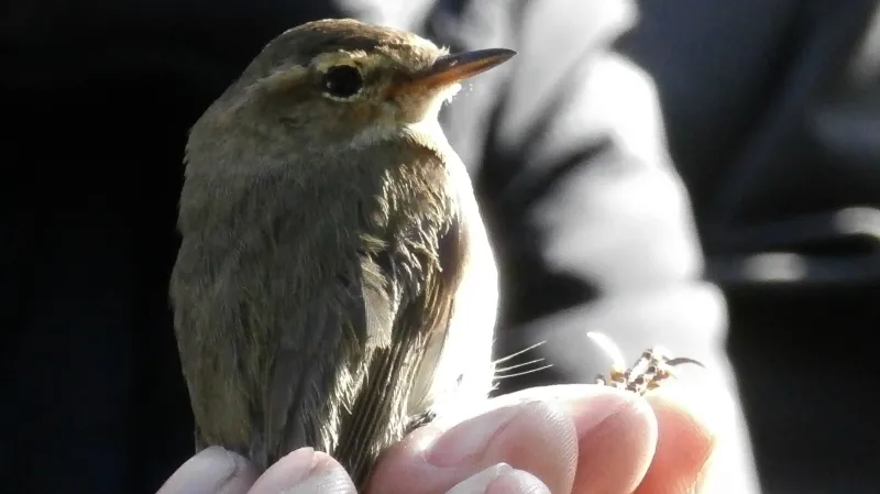 Vítání ptačího zpěvu - Koštice