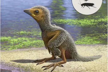 Vědci popsali pravěké kuře velké jako šváb. Mělo ještě na křídlech drápy