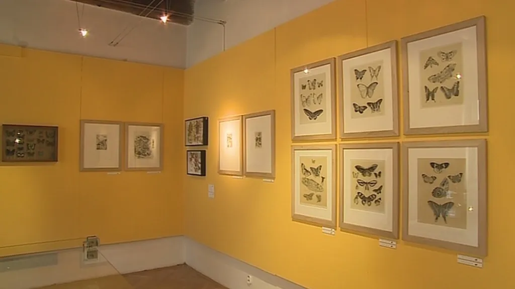 Výstava Křídla motýlí v Kroměříži