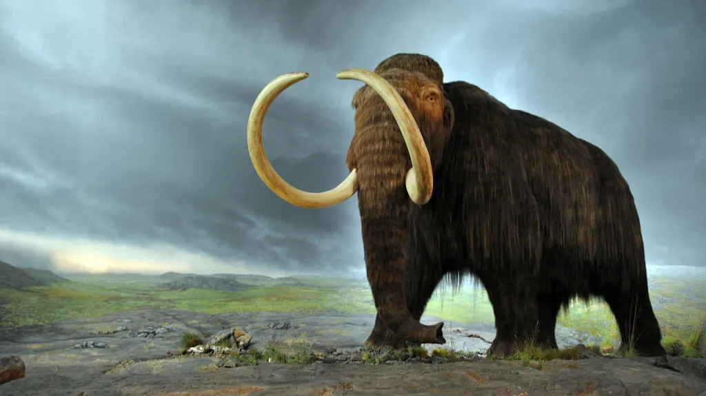 Mamut