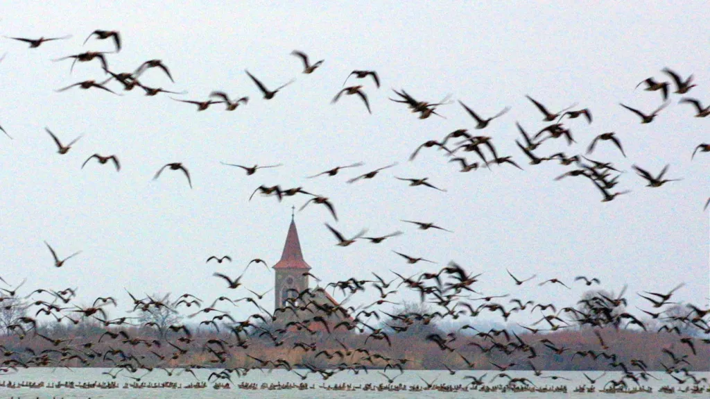 Severské husy na novomlýnské nádrži