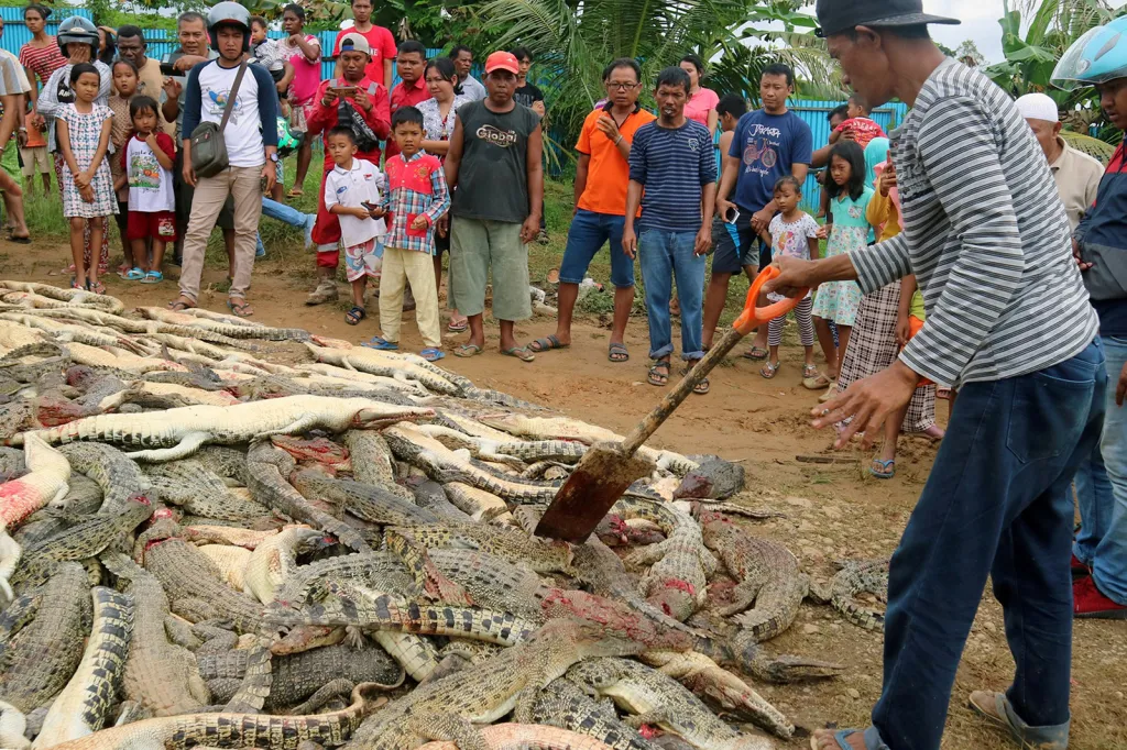 Místní obyvatelé si prohlížejí mrtvoly stovek krokodýlů z krokodýlí farmy poté, co byli lidmi ve vzteku pozabíjeni krátce po smrti muže na následky krokodýlího útoku ve městě Sorong, Papua-Nová Guinea
