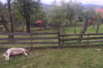 Zlínský kraj začíná proplácet škody způsobené medvědem. Celkem přesáhne odškodné 430 tisíc