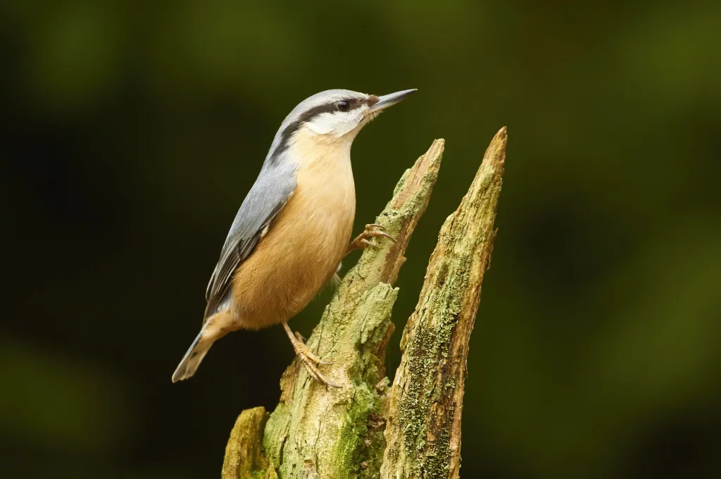 První místo v kategoriie Junior / mladší žáci: Michal Vaicenbacher (7 let) s fotografií Brhlík lesní
