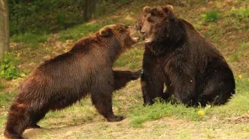 Kamčatka a Jelizar - medvědi z brněnské zoo