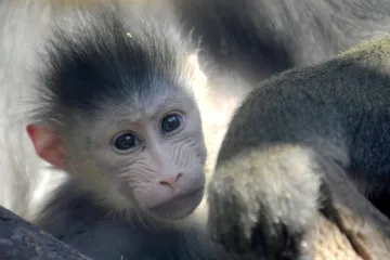 V Ústí se narodila samička mandrila