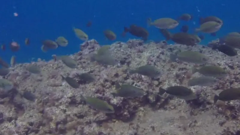 Králíčkovci spásají mořské řasy