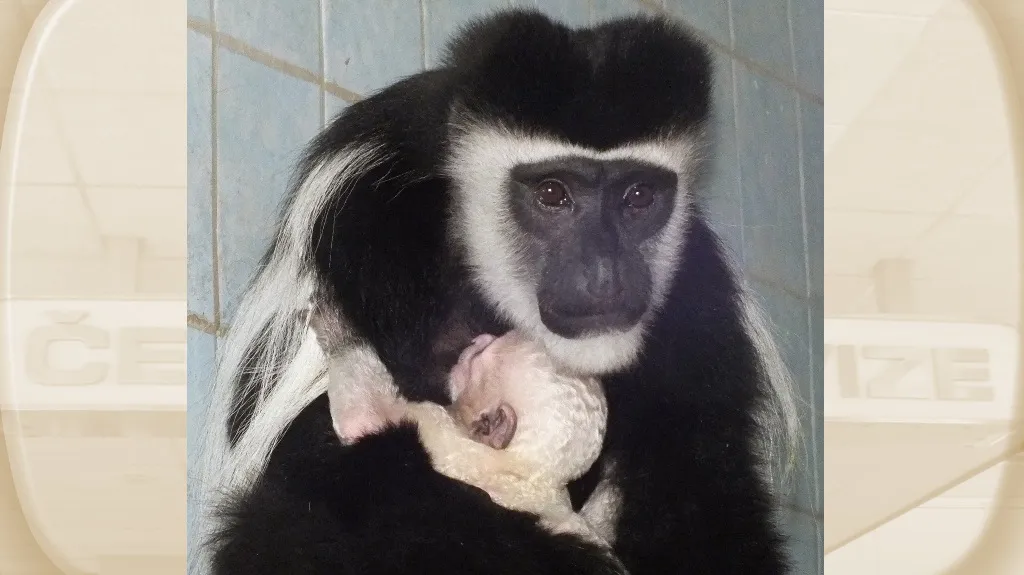 Gueréza pláštíková