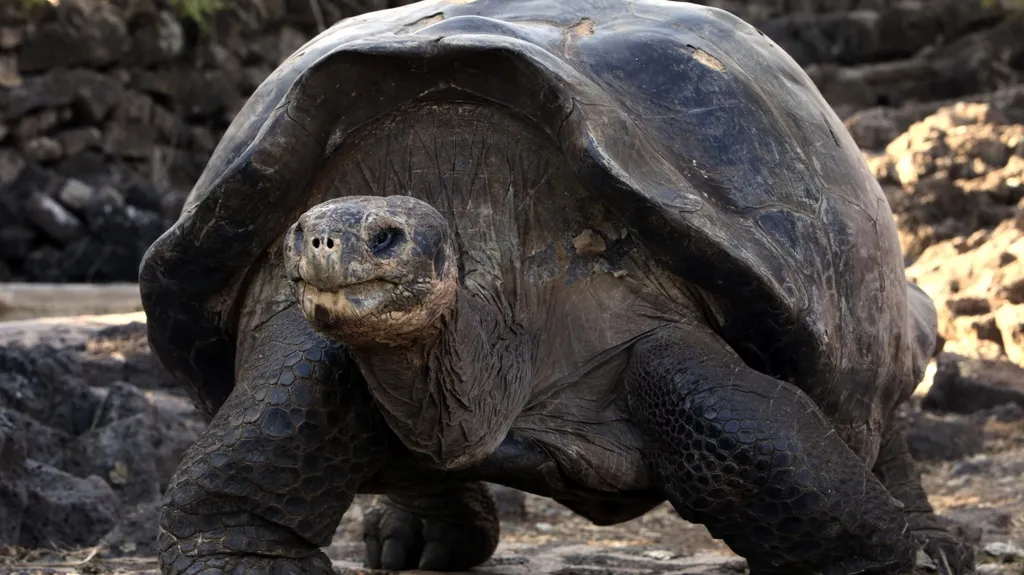 Galapágská želva sloní