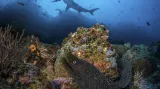 Širokoúhlé fotografie bez zrcadlovky: "From Beneath" Fine Spotted Moray Eel