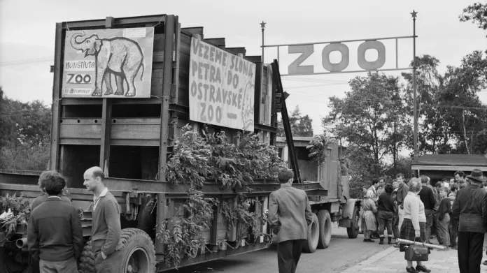 Převoz slona Petra do Zoo Ostrava (1965)
