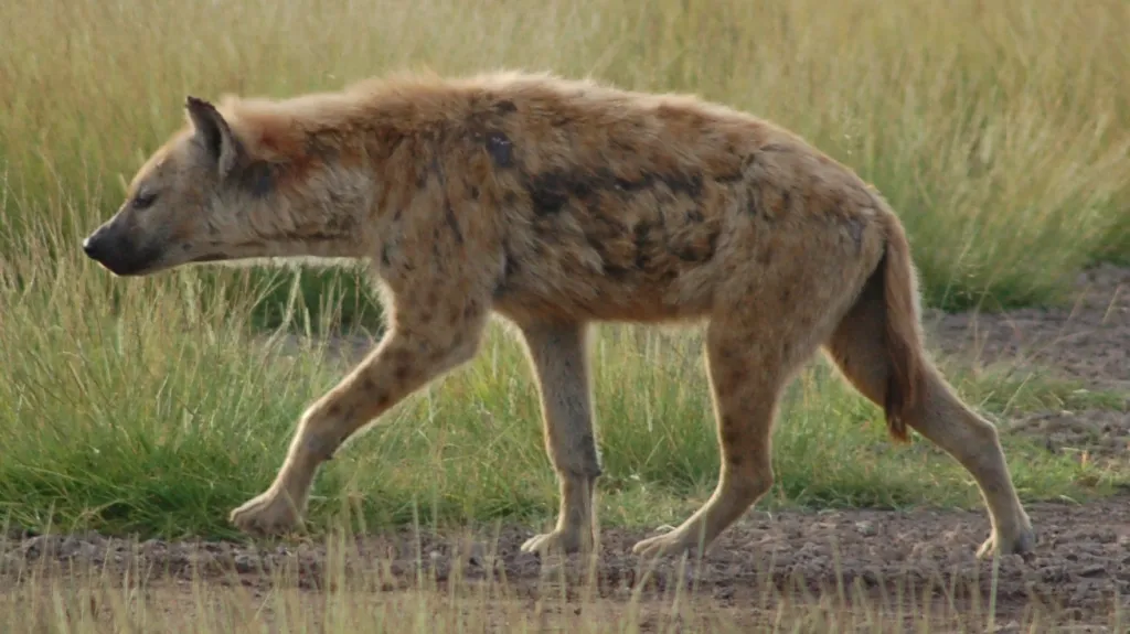 Hyena skvrnitá