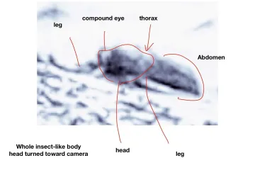 Na Marsu je hmyz, překvapil kolegy vědce americký entomolog. Věří, že důkazy našel na fotografiích