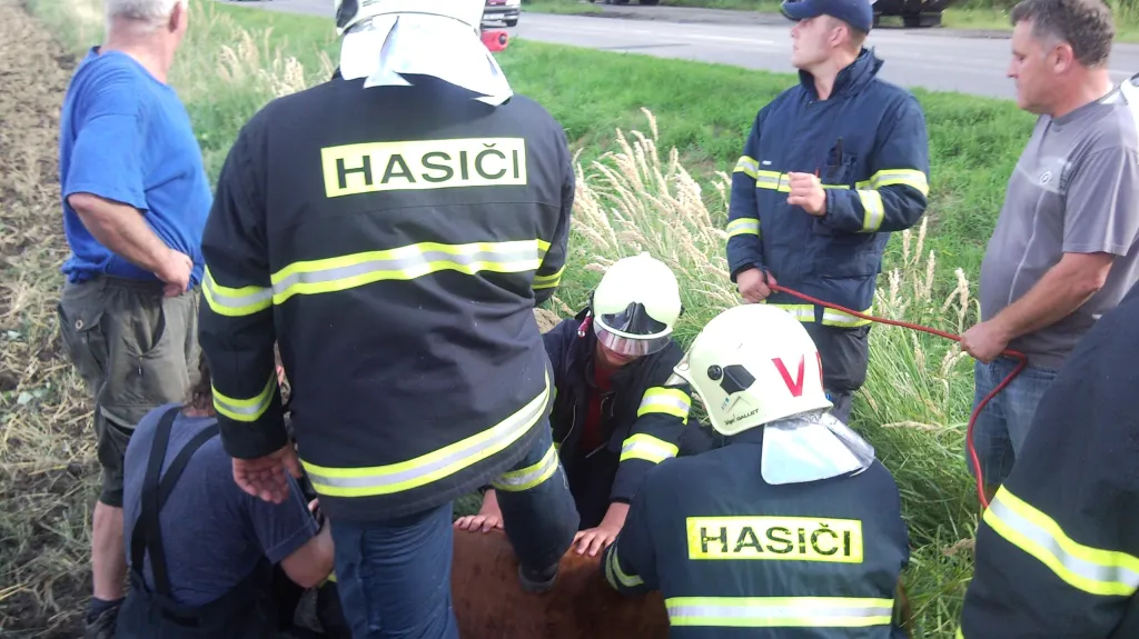 Hasiči \"lovili\" býka okolo D2