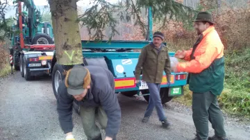Lesníci nakládají smrk na nákladní automobil
