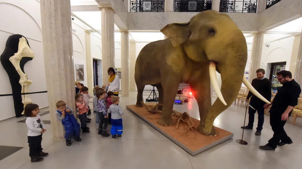 Preparát slona indického