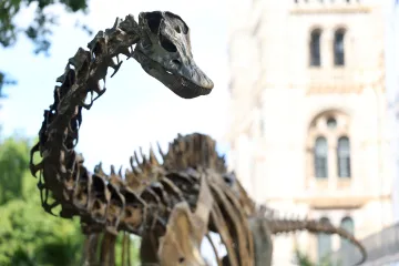 Obří diplodokové s ocasem jako bič žili i v Evropě. Vědci našli první důkaz