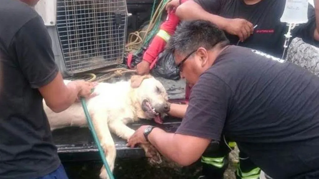 Než Dayko uhynul, zachránil sedm lidských životů