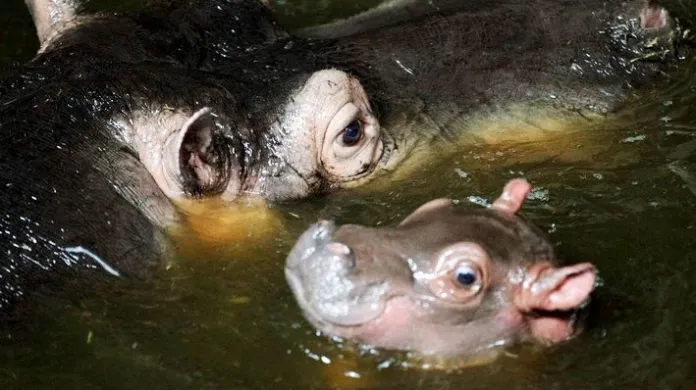 V pražské zoo se narodilo mládě hrocha obojživelného