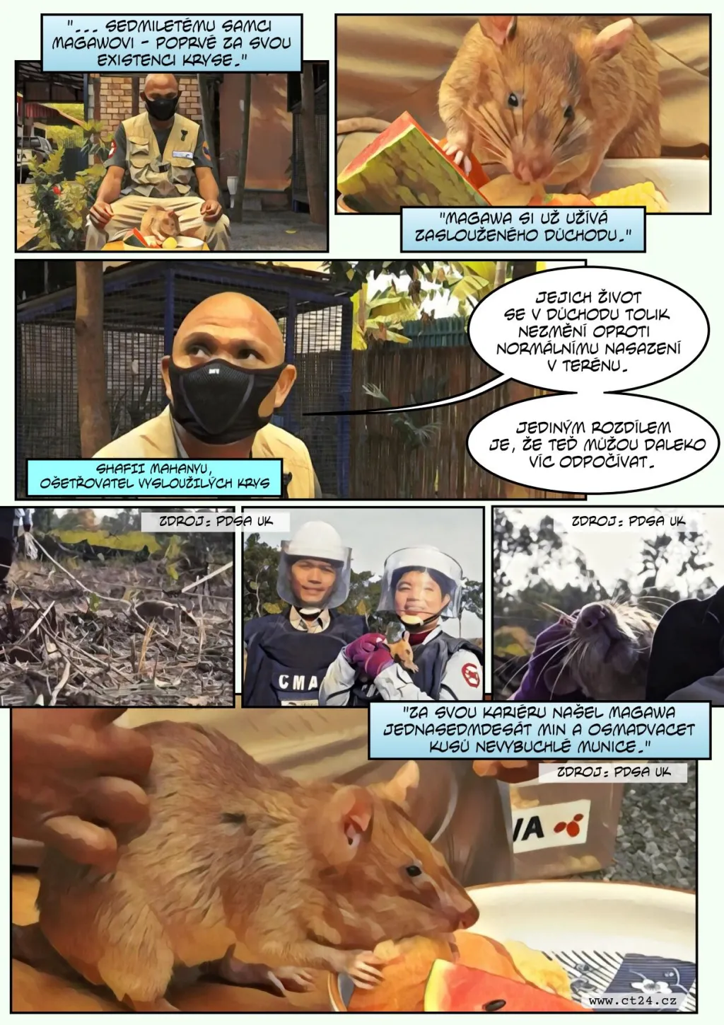 Cvičené krysy pomáhají odhalovat miny