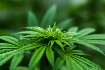 Soud snížil šéfredaktorovi Legalizace trest za šíření toxikomanie