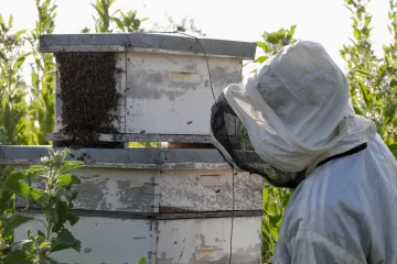 Masajové v Keni přecházejí na včelařství