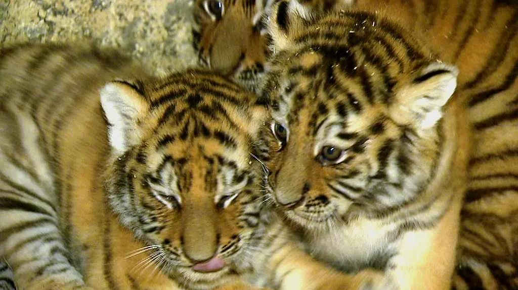 Mláďata sibiřského tygra
