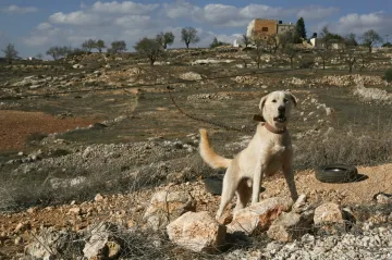 Pět desítek expertů kritizuje izraelský plán anexe části Palestiny