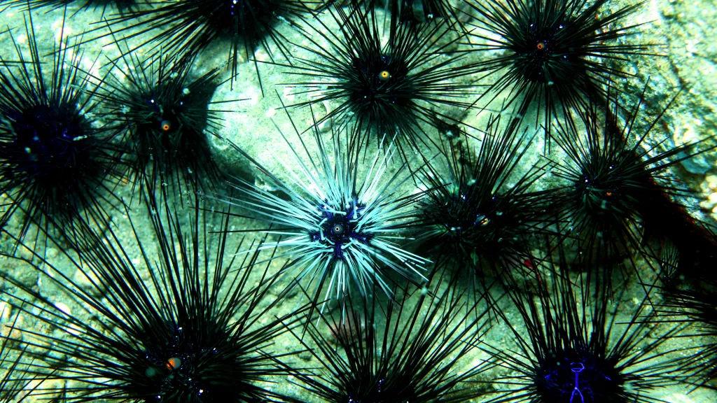 Ježovky diadémové