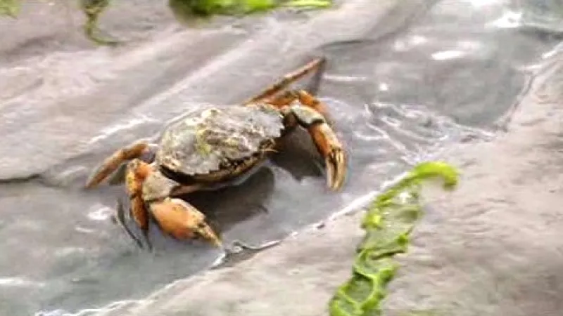 Pobřeží Severního moře