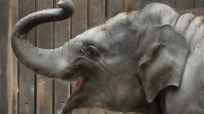 Nejmladší ostravské sloní mládě