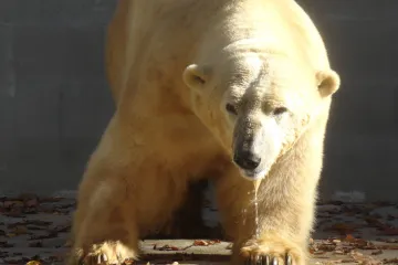 V Zoo Brno má lední medvěd Umca nový bazén