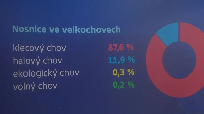 Nosnice ve velkochovech