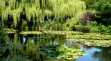 Jezírko v Monetově zahradě v Giverny