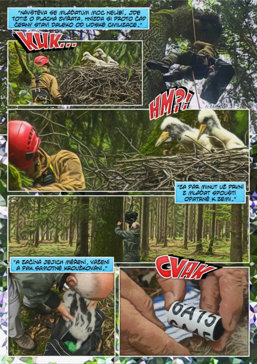 Ornitologové kroužkují čápy černé