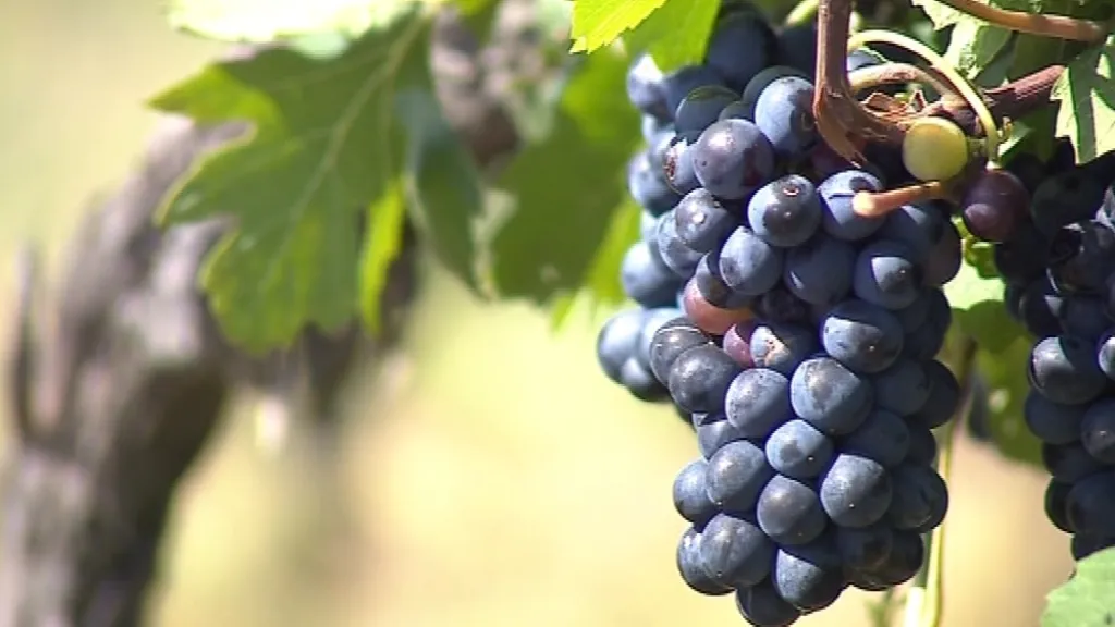 Biovíno se připravuje s biohroznů