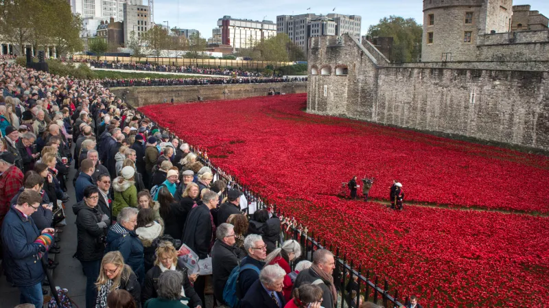 Vlčí máky u londýnského Toweru