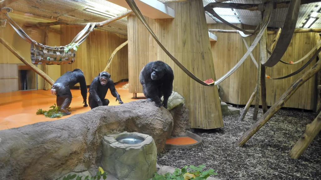 Pavilon šimpanzů v Zoo Brno
