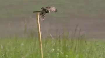 Letos poprvé ornitologové připravili pro sýčky bidýlka, odkud by mohli lépe lovit