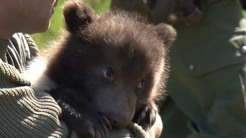 Medvídci mají necelé tři měsíce a váží kolem osmi kilo