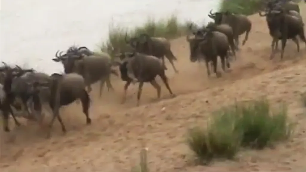 Pakoně se vracejí do Keni